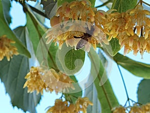 Linden tilia europea trees flowers suitable for tea photo