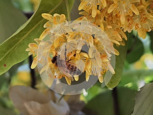 Linden tilia europea trees flowers suitable for tea photo