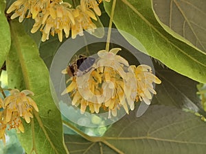 Linden tilia europea trees flowers suitable for tea photo