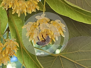 Linden tilia europea trees flowers suitable for tea photo