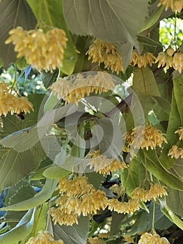 Linden tilia europea trees flowers suitable for tea photo