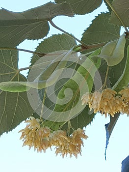 Linden tilia europea trees flowers suitable for tea photo