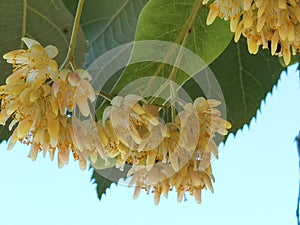 Linden tilia europea trees flowers suitable for tea photo