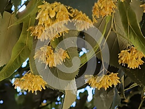 Linden tilia europea trees flowers suitable for tea photo