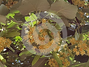 Linden tilia europea trees flowers suitable for tea photo