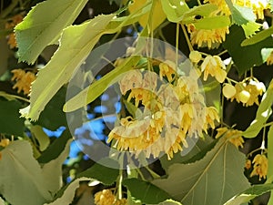 Linden tilia europea trees flowers suitable for tea photo