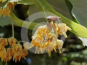 Linden tilia europea trees flowers suitable for tea photo