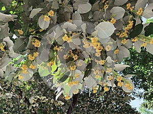 Linden tilia europea trees flowers suitable for tea photo