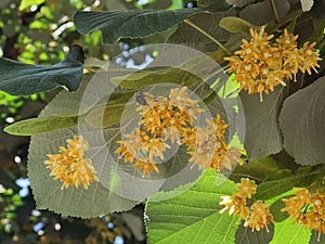 Linden tilia europea trees flowers suitable for tea photo
