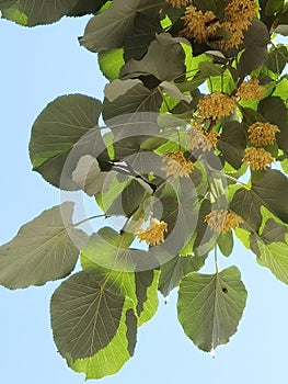 Linden tilia europea trees flowers suitable for tea photo