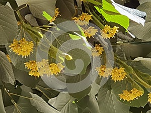 Linden tilia europea trees flowers suitable for tea photo