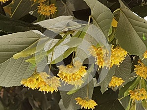 Linden tilia europea trees flowers suitable for tea photo