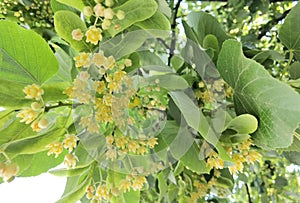 Linden or tilia flowers on the green tree in spring