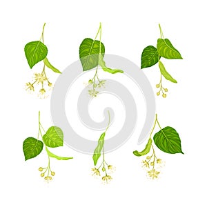 Linden or Tilia Species with Green Cordate Leaves and Fragrant Yellowish-white Flowers Vector Set