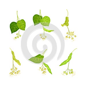 Linden or Tilia Species with Green Cordate Leaves and Fragrant Yellowish-white Flowers Vector Set