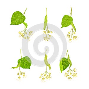 Linden or Tilia Species with Green Cordate Leaves and Fragrant Yellowish-white Flowers Vector Set