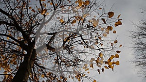 Linden tree in autumn with falling leaves