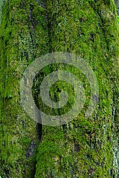 Linden tree bark moss covered