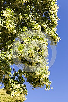 Linden tree blooming