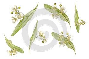 Linden tree blooming flower with leaf set isolated on white background