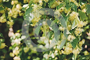 Linden Tree blossom