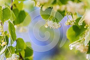 Linden tree blossom in summer forest, close up of lime blooming