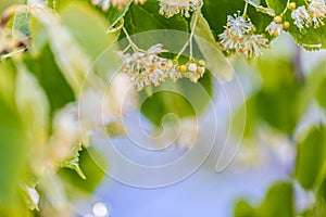 Linden tree blossom in summer forest, close up of lime blooming