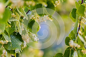 Linden tree blossom in summer forest, close up of lime blooming