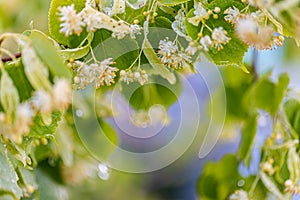 Linden tree blossom in summer forest, close up of lime blooming