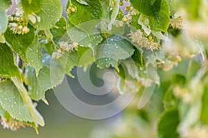 Linden tree blossom in summer forest, close up of lime blooming