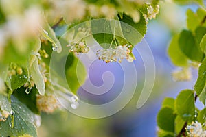 Linden tree blossom in summer forest, close up of lime blooming