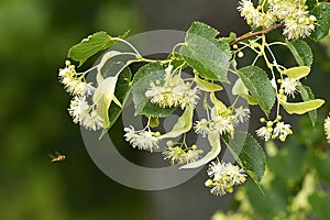 Linden tree branch detail with blooms, green wet leafs and rain. Buzzy fly near bloom of lindentree