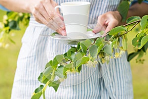 Linden tree branch with flowering blossoms in background with woman keeping white cup with fresh linden flowers tea