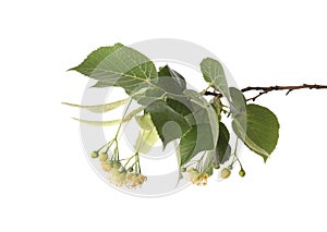 Linden tree branch with fresh young green leaves and blossom isolated