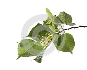 Linden tree branch with fresh young green leaves and blossom isolated