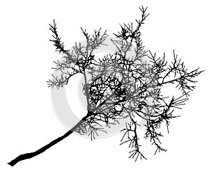 Linden tree branch silhouette, bare tree without leaves. Vector illustration