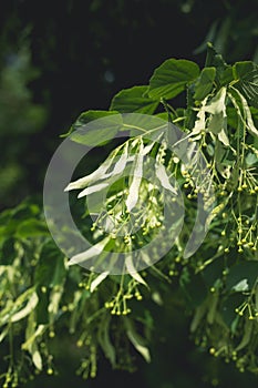 Linden tree branch in spring in the countryside in Ukraine