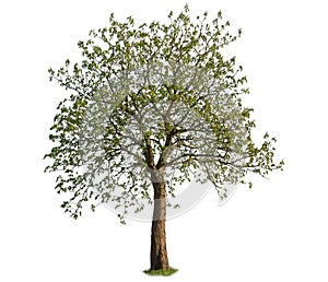 Linden tree with clipping path isolated on white background