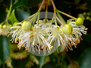 Linden tree flower closeup. herbal tea and natural medicine ingredient. scientific name Tilia