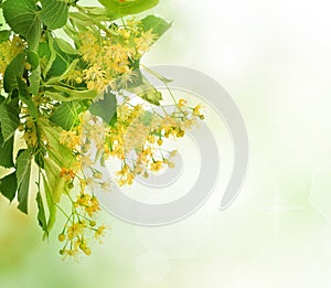 Árbol de tilo un árbol flores 