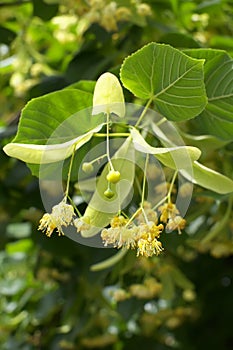 Linden tree flowers photo