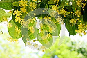 Linden tree flowers photo