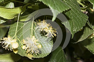 Linden Tree Flowers