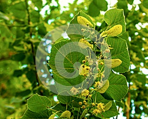 Linden tree flowers clusters tilia cordata, europea, littleleaf linden bloom photo