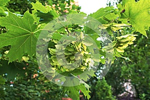 Linden tree flowers clusters tilia cordata, europea, small-leaved lime, littleleaf linden bloom