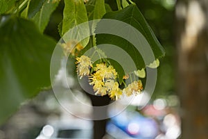 Linden tree flowers over a green leaves background