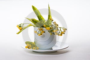 Linden tree flowers in a teacup