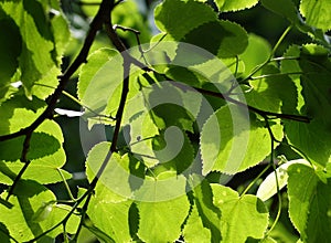 Linden tree foliage