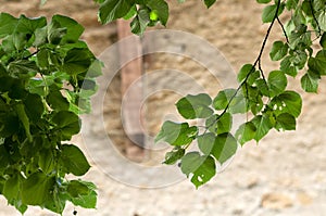 Linden tree foliage