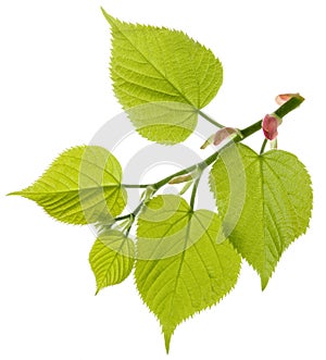 Linden tree fresh branch with green leaves isolated on white background